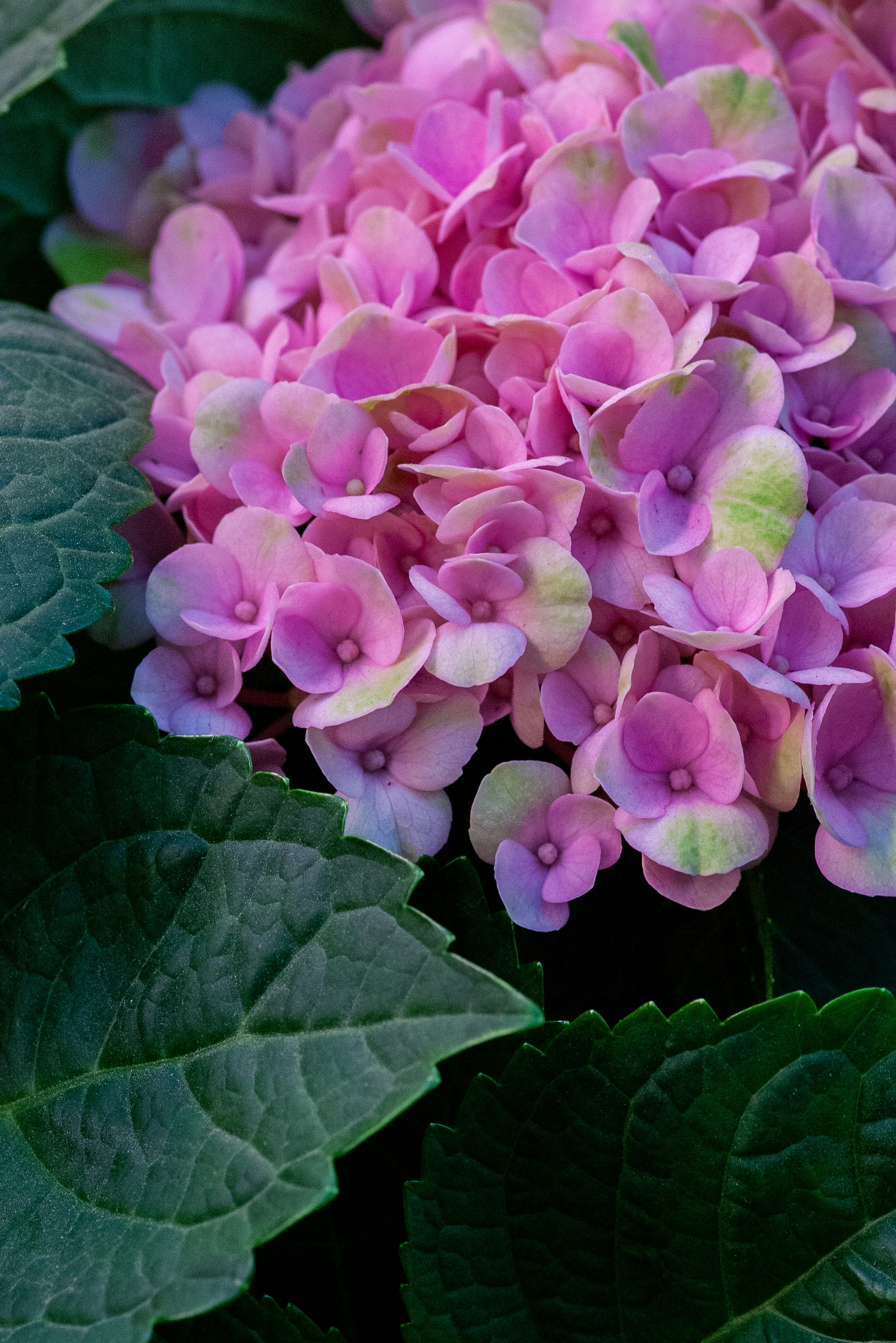 pink hydrangea flowers